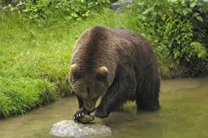 European Brown Bear - male playing with rock
