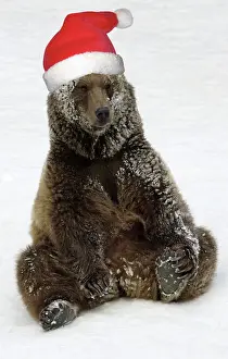 Bears Prints: European Brown Bear - Male. Resting after playing in snow, wearing Christmas hat