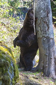 European Brown Bear - male scratching its back on tree trunk, Bavarian Forest, Bavaria, Germany Date: 11-Feb-19