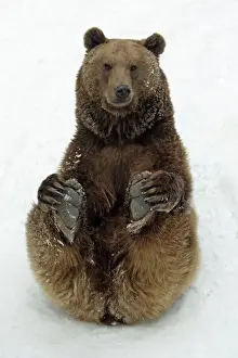 Bears Prints: European Brown Bear - Male sitting in snow
