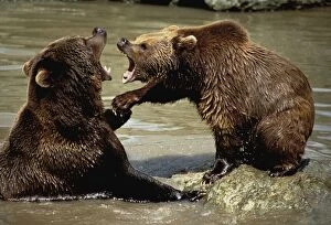 European Brown Bear - two playing