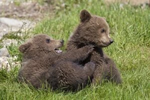 European Brown Bear playing cubs