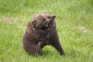 Images Dated 25th May 2013: European Brown Bear playing cubs