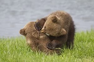 Images Dated 25th May 2013: European Brown Bear playing cubs