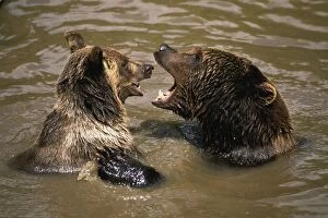 European Brown Bear - two playing in water