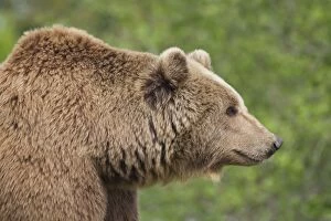 Images Dated 25th May 2013: European Brown Bear portrait
