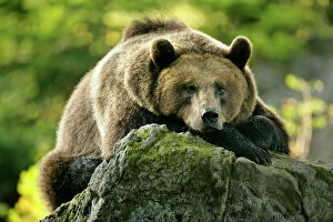 European Brown Bear - resting on rock