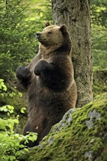 European Brown Bear rubbing back against tree controlled