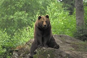 European Brown Bear - sitting on a rock