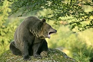 European Brown Bear - sitting on rock yawning