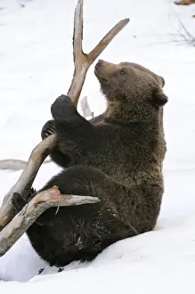 European brown bear in snow, Germany