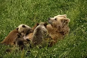 European Brown Bear - sow nursing spring cubs