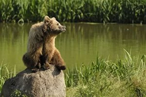 European Brown Bear - sow sitting on a rock