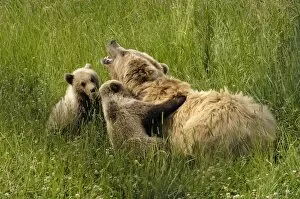 European Brown Bear - sow with spring cubs