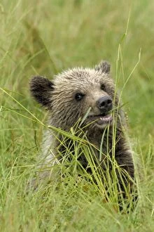 European Brown Bear - spring cub