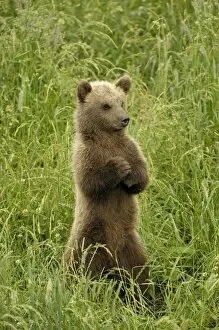 European Brown Bear - spring cub standing upright