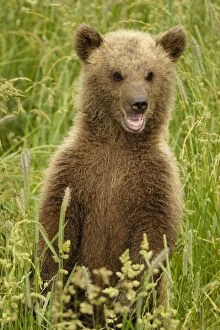 Images Dated 15th June 2007: European Brown Bear - spring cub standing upright - Germany