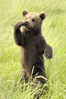 European Brown Bear - spring cub standing upright - Germany