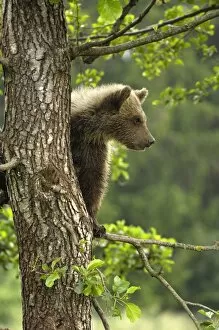 European Brown Bear - spring cub on a tree