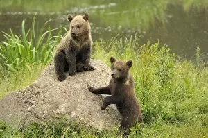 European Brown Bear - spring cubs playing