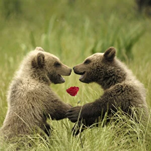 European Brown Bear - spring cubs smiling, embracing, holding single red rose Date: 15-Jun-07