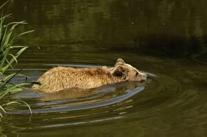 European Brown Bear - swimming in water