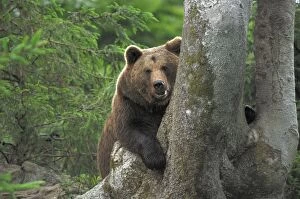 European Brown Bear - behind a tree