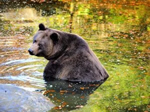 European Brown Bear in water controlled conditions