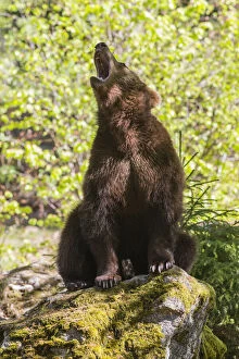 European Brown Bear - two year old cub sitting on rock and calling; Bavarian Forest, Bavaria, Germany Date: 11-Feb-19