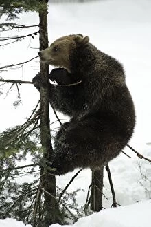 Images Dated 10th March 2006: European Brown Bear- young animal sitting on fir tree stump, playing Bavaria, Germany