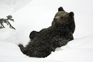European Brown Bear - young animal sitting in snow