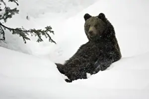 European Brown Bear- young animal sitting in snow Bavaria, Germany