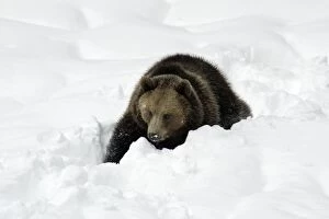 European Brown Bear - young animal in snow