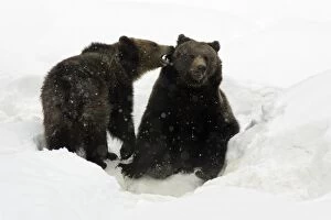 European Brown Bear - young animals playing in snow