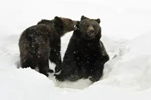 European Brown Bear- young animals playing in snow Bavaria, Germany