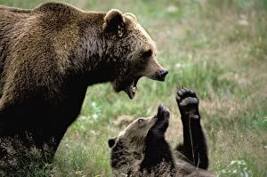 European Brown Bear - with young cub, playing