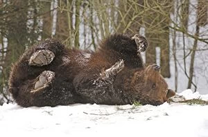 European Brown Bears - Lying on back in snow