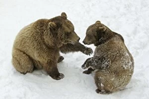 European Brown Bears - Male (on left) and female play fighting in snow, part of courtship ritual