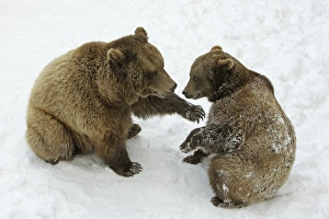 European Brown Bears - Male (on left) and female play fighting in snow European Brown Bears - Male (on left) and female play fighting in snow