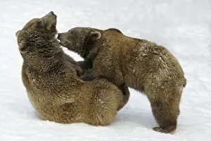 European Brown Bears - Male (on left) and female play-fighting in snow, part of courtship ritual