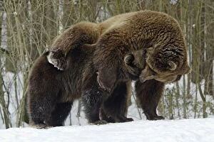 European Brown Bears - Male (on right) and female play fighting in snow, part of courtship ritual