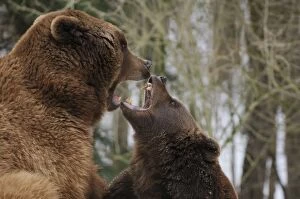 European Brown Bears - playing