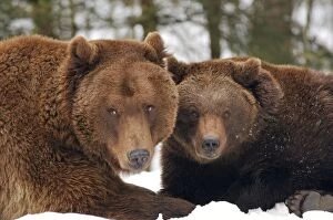 European Brown Bears - playing in snow