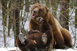 European Brown Bears - playing in snow - showing feet and paws