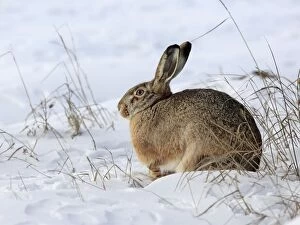 Images Dated 26th January 2013: European / Brown Hare