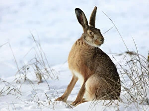 Images Dated 26th January 2013: European / Brown Hare