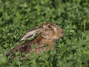 Images Dated 14th May 2012: European / Brown Hare