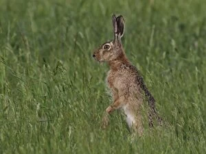 Images Dated 15th May 2012: European / Brown Hare