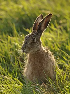 European / Brown Hare - Austria