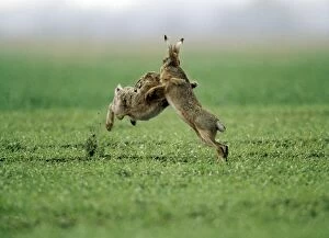 Images Dated 16th April 2013: European Brown Hare - two boxing